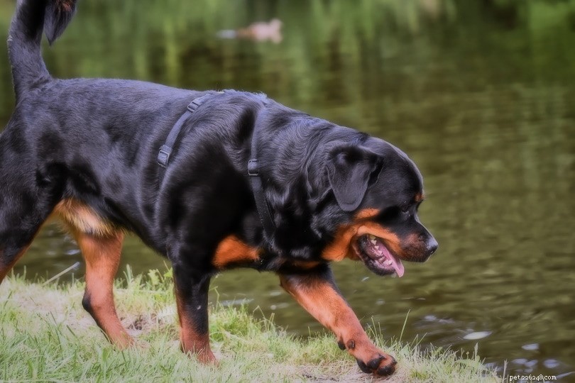 Can Rottweilers Coexist with Cats? Training Tips for a Harmonious Household