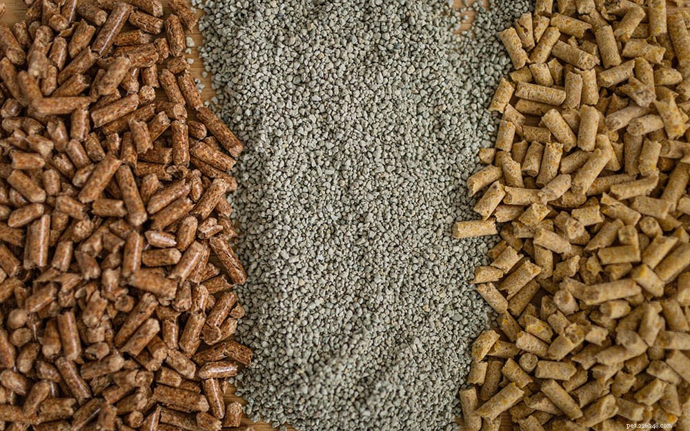 How to Retrain Your Cat to Use the Litterbox: 9 Proven Steps