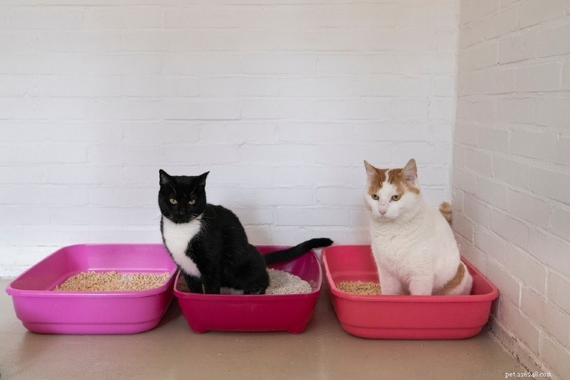 How to Retrain Your Cat to Use the Litterbox: 9 Proven Steps