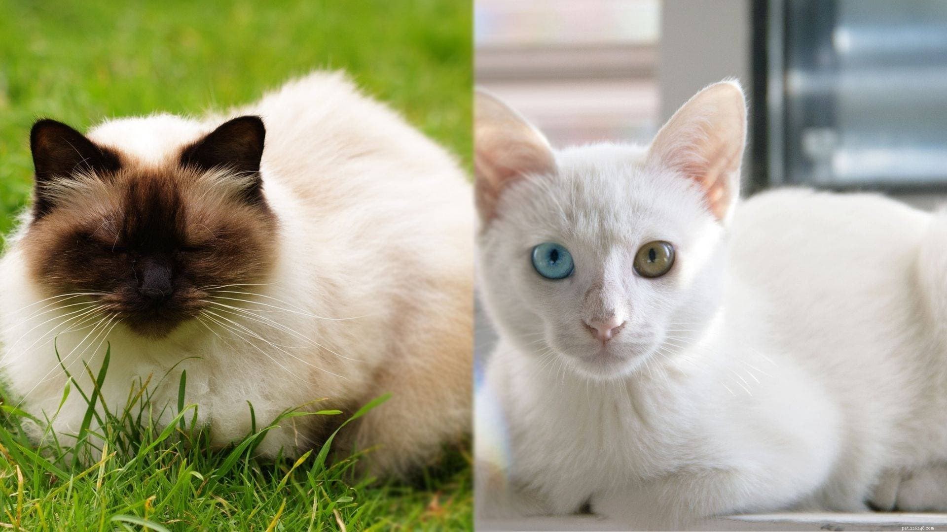 Manx Cat: A Charming, Affectionate Companion for Families
