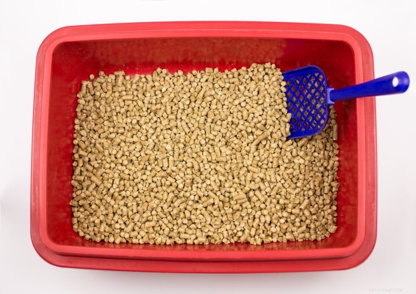 The Fascinating History of Cat Litter: How and When It Was Invented