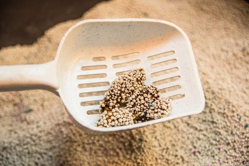 Crystal vs Clumping Cat Litter: Which Option Keeps Your Cat Happy and Your Home Fresh?