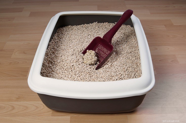 Lightweight vs Traditional Clay Cat Litter: Which Is Best for Your Feline?