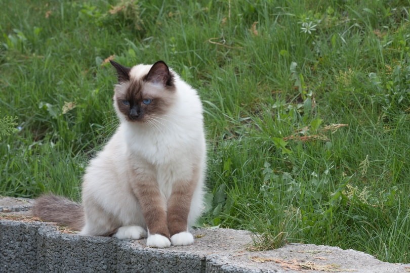 Birman Cat – Elegant, Affectionate, and Ideal Family Companion