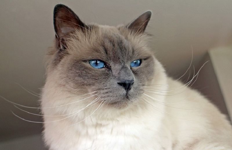 Birman Cat – Elegant, Affectionate, and Ideal Family Companion