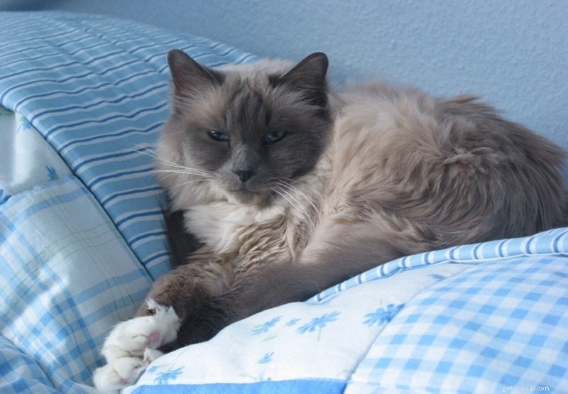 Birman Cat – Elegant, Affectionate, and Ideal Family Companion