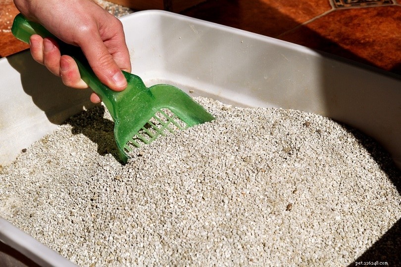 12 Easy Ways to Eliminate Cat Litter Box Odors Quickly