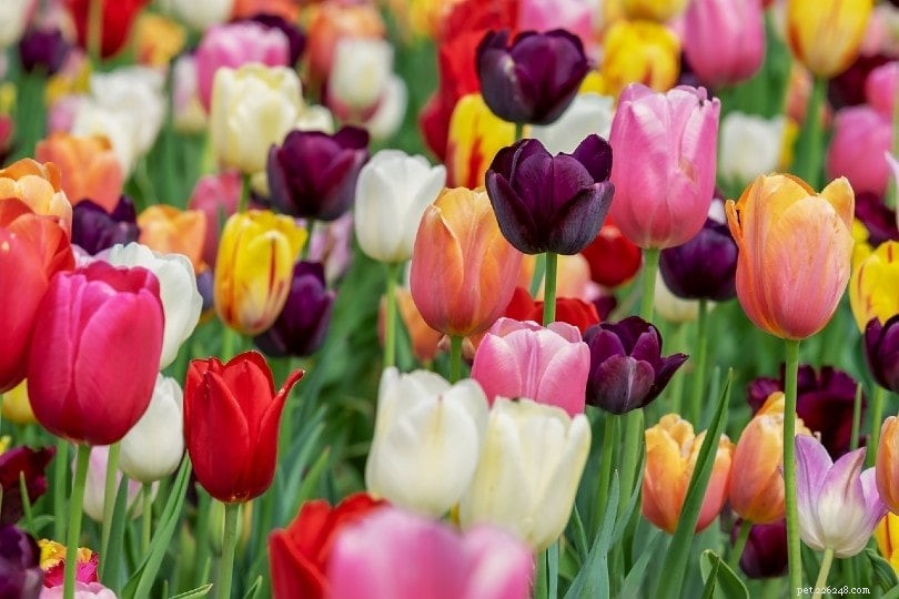 Are Tulips Toxic to Cats? Expert Guidance for Safer Gardens