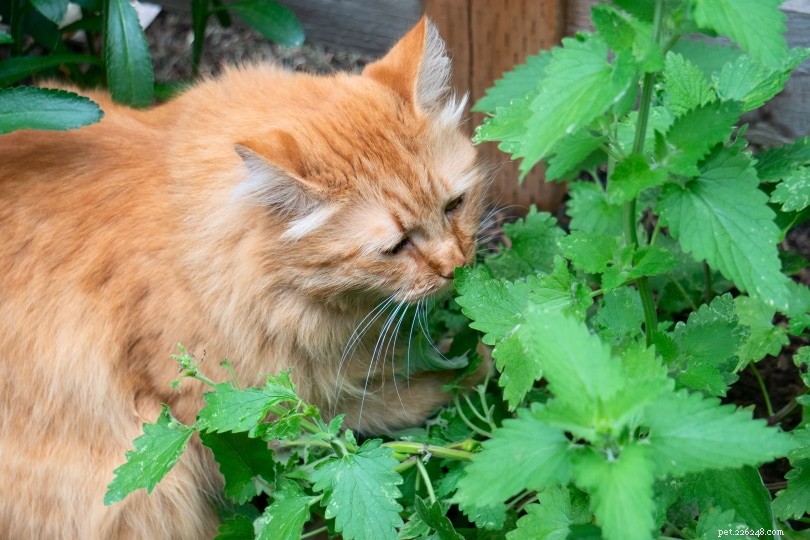 Why Cats Roll in Catnip: The Science Behind Their Playful Behavior