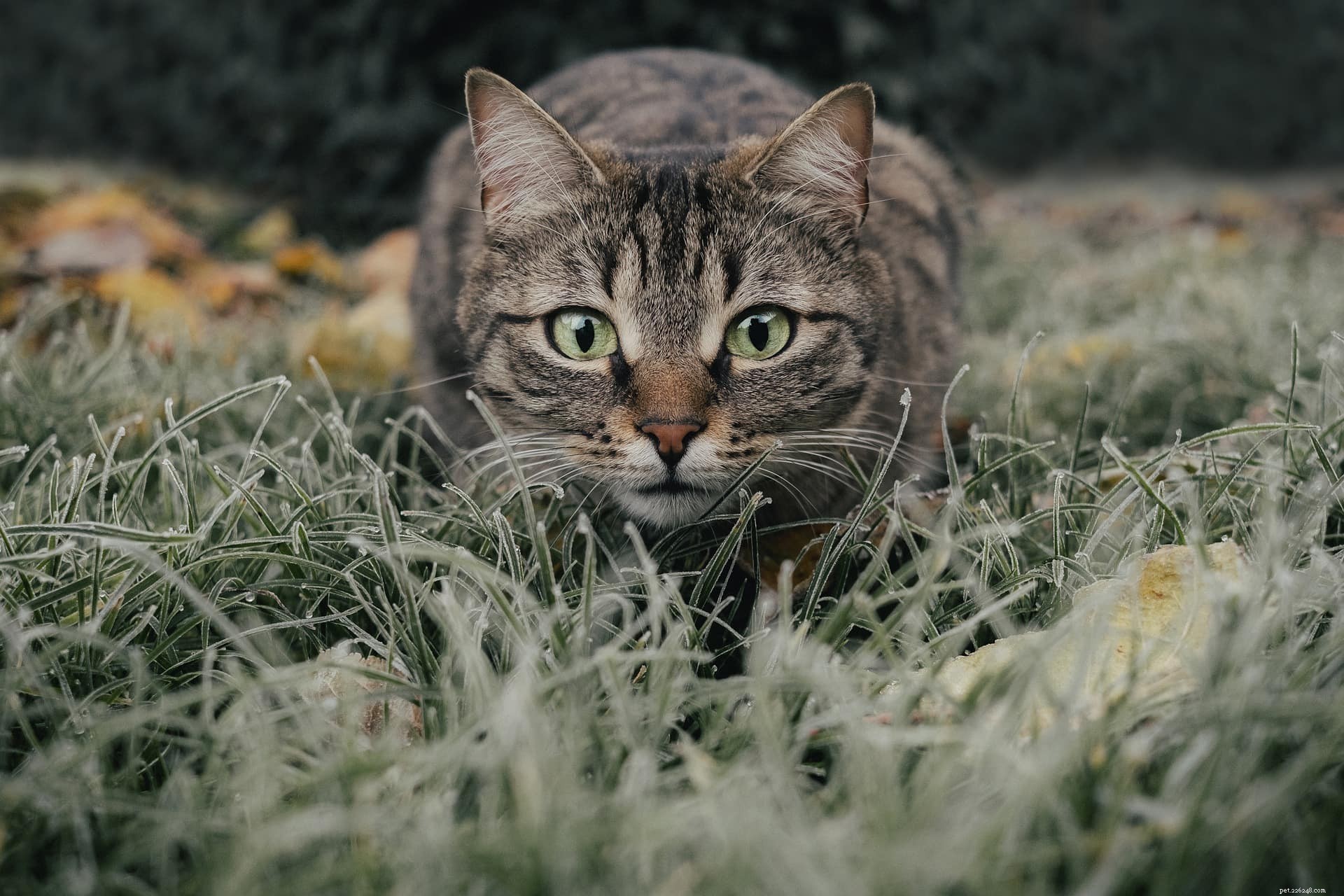 Tiger Cat: Characteristics, Care, and Adoption Guide