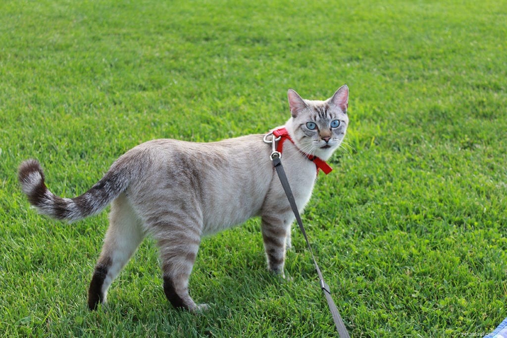 Tiger Cat: Characteristics, Care, and Adoption Guide