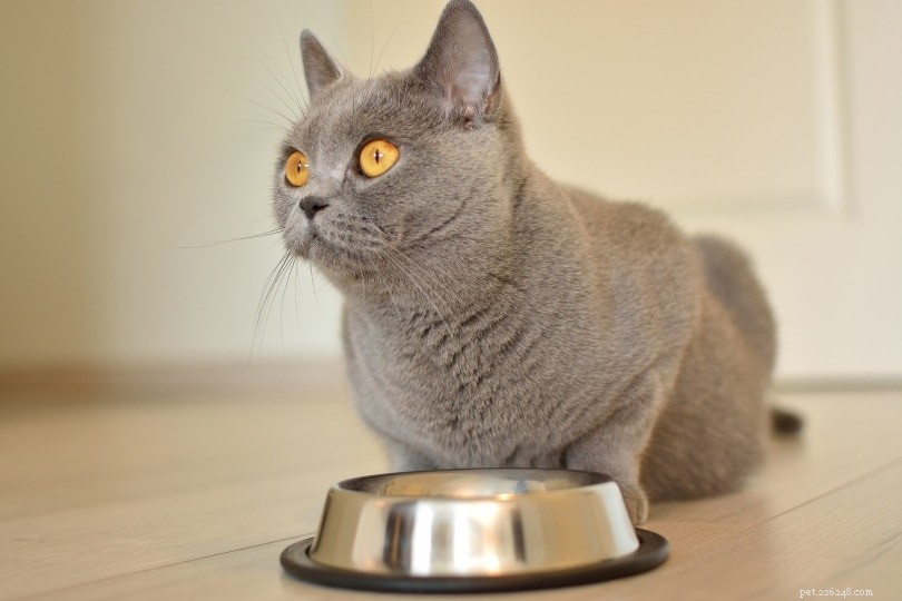 Wet vs. Dry Cat Food: Which Is Best? Pros, Cons & Expert Guidance