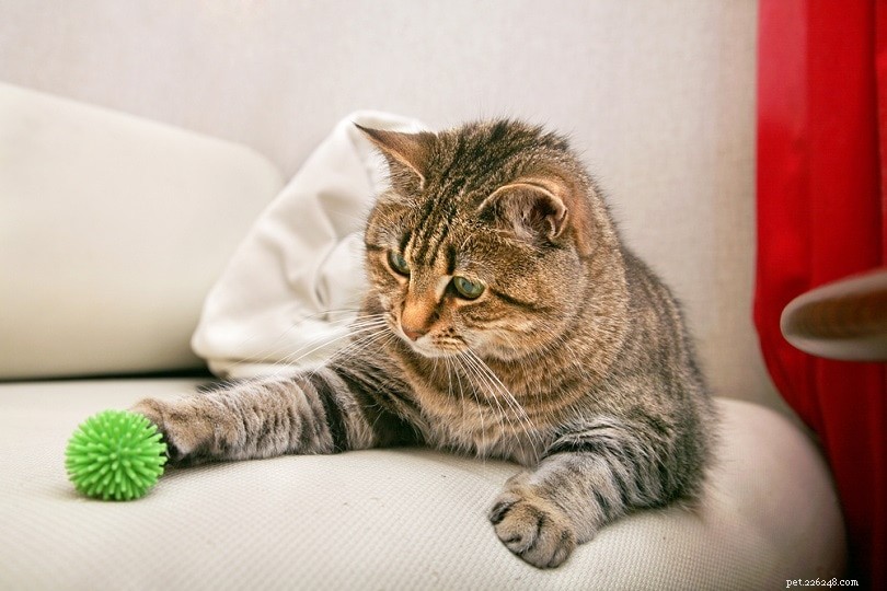 Are Cats Nocturnal? Understanding Their True Activity Patterns