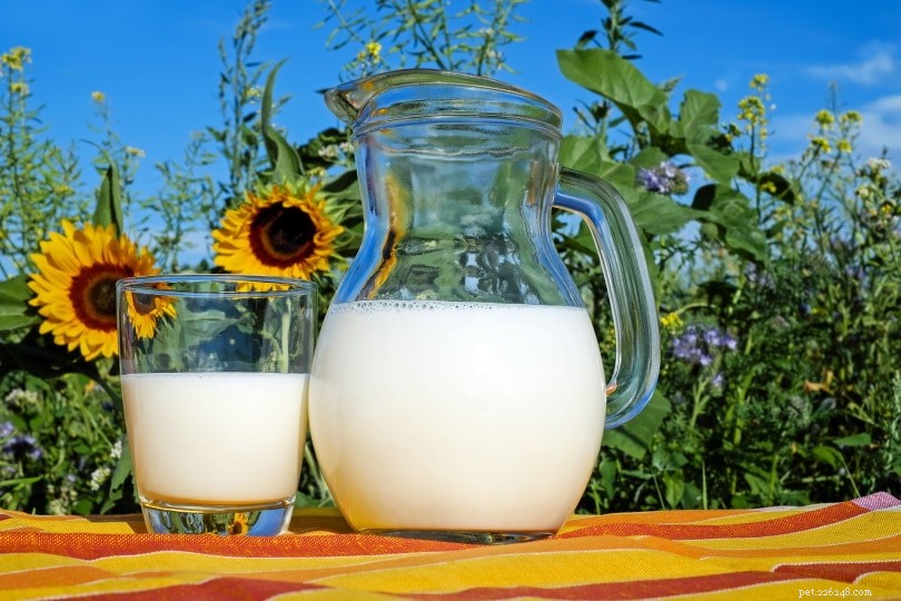 Can Cats Drink Cow Milk? The Truth About Lactose Intolerance in Cats