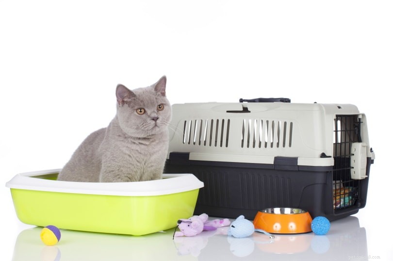 22 Must-Have Supplies Every New Cat Owner Needs – Complete Shopping Checklist
