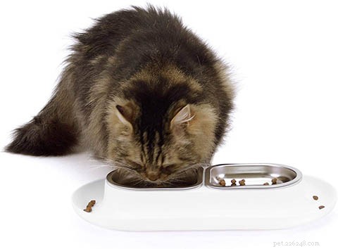 22 Must-Have Supplies Every New Cat Owner Needs – Complete Shopping Checklist
