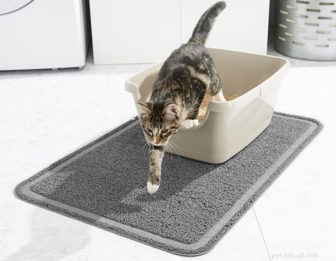 22 Must-Have Supplies Every New Cat Owner Needs – Complete Shopping Checklist