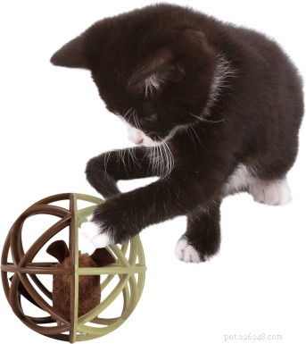 22 Must-Have Supplies Every New Cat Owner Needs – Complete Shopping Checklist