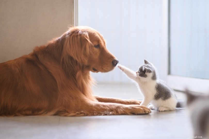 Golden Retrievers and Cats: A Friendly Compatibility Guide