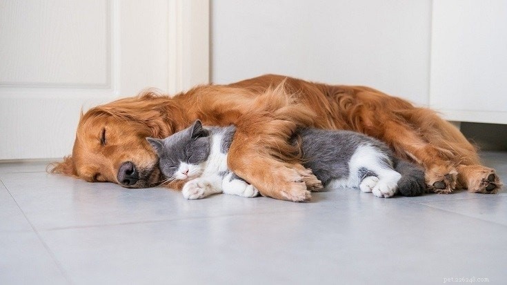 Golden Retrievers and Cats: A Friendly Compatibility Guide