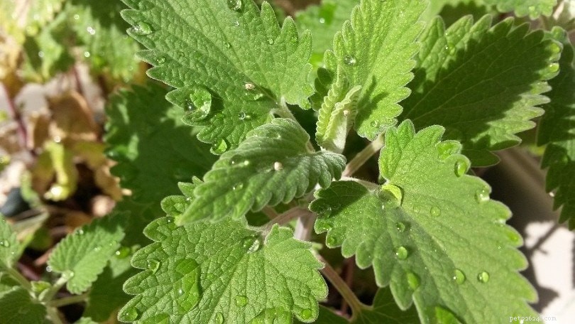 Catnip Shelf Life: Does It Expire and How to Preserve Its Power?