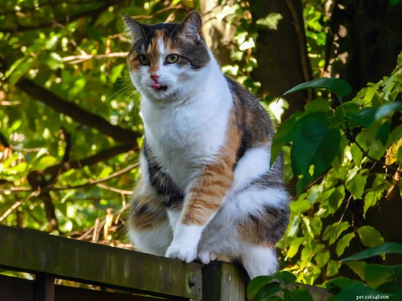 Calico Cats: Are They Exclusively Female? All You Need to Know