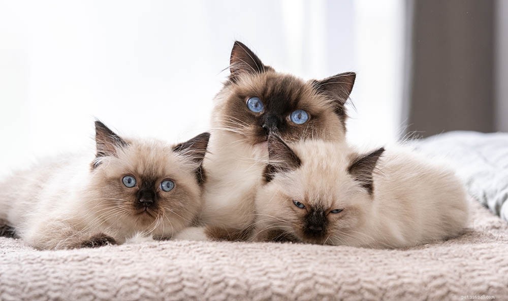 Discover If Ragdoll Cats Are Truly Hypoallergenic: All You Need to Know