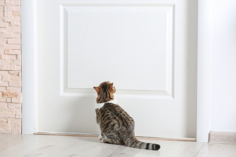 The Ultimate Cat Adoption Checklist: Essential Tips & Must-Have Gear for New Owners