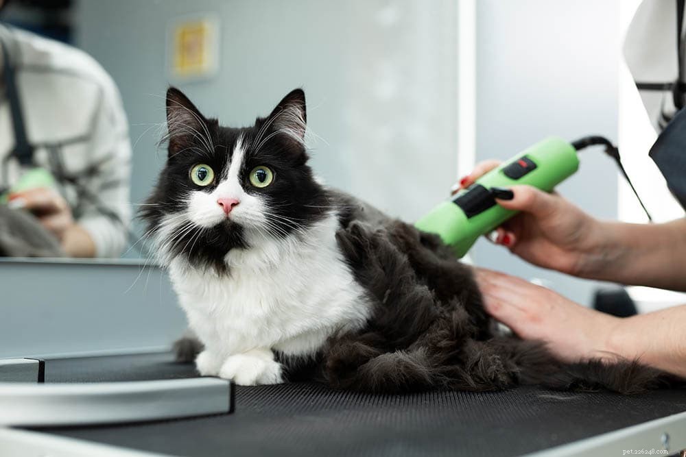The Ultimate Cat Adoption Checklist: Essential Tips & Must-Have Gear for New Owners