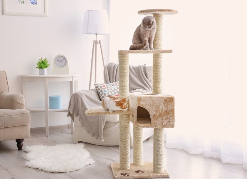 The Ultimate Cat Adoption Checklist: Essential Tips & Must-Have Gear for New Owners