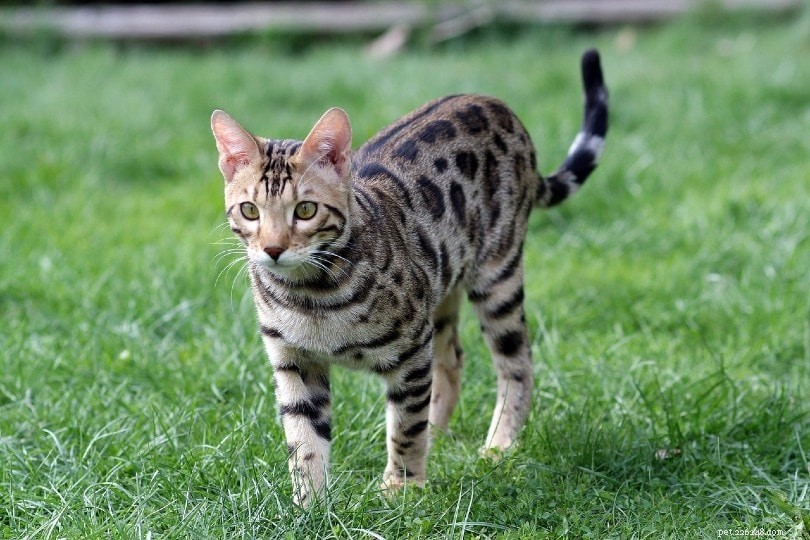 The Science Behind Cat Intelligence: How Smart Are Your Feline Friends