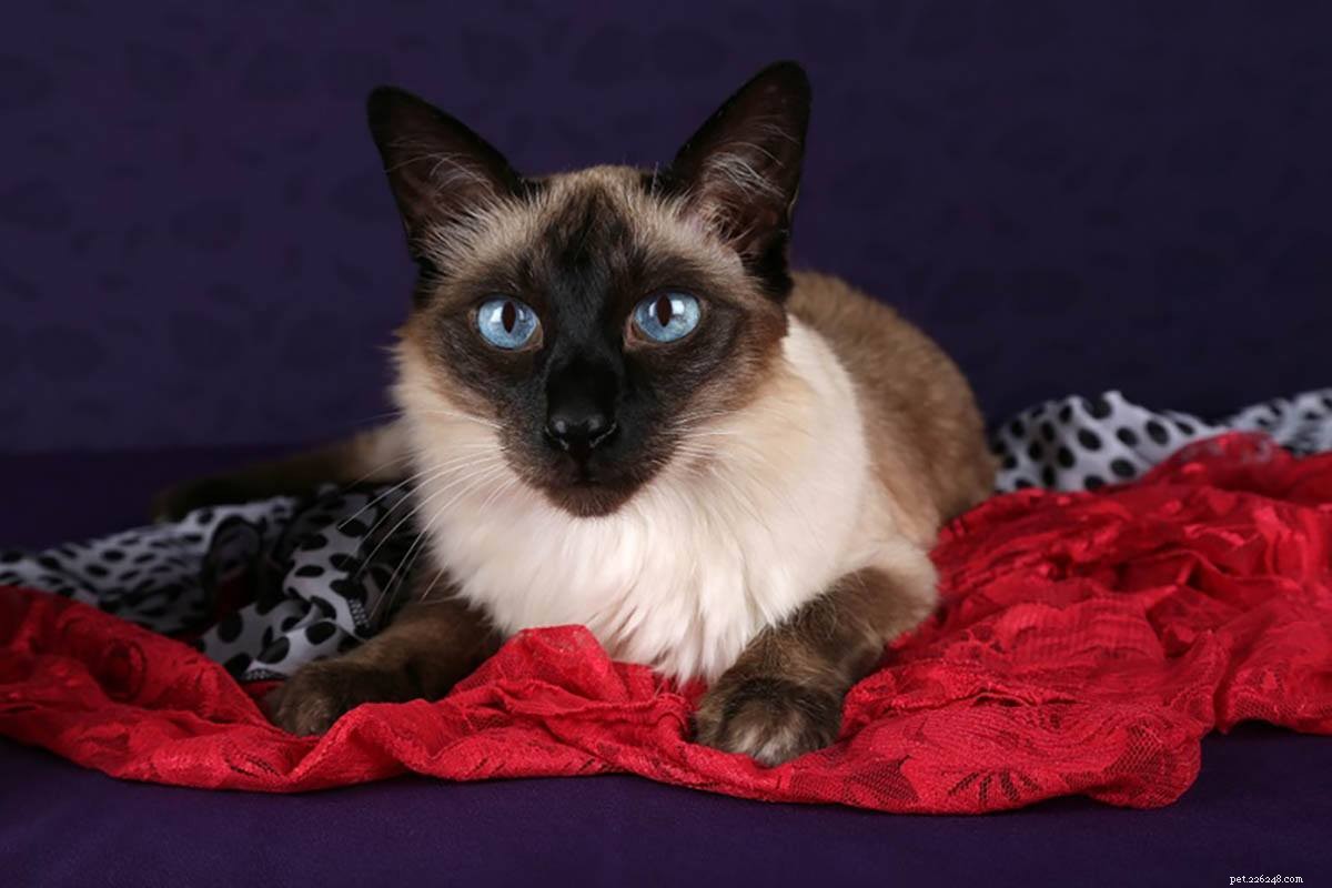 The Science Behind Cat Intelligence: How Smart Are Your Feline Friends