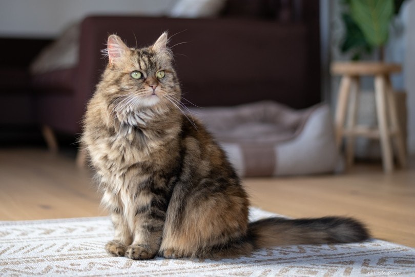 The Ultimate Cat Adoption Checklist: Essential Tips & Must-Have Gear for New Owners