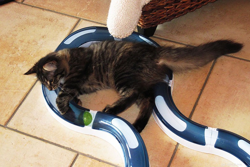 The Ultimate Cat Adoption Checklist: Essential Tips & Must-Have Gear for New Owners