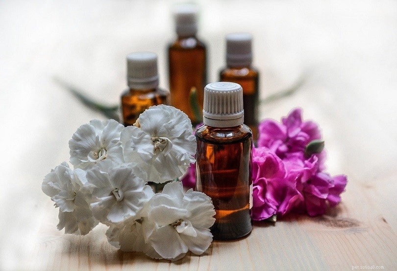 Are Essential Oils Safe for Cats? Key Information Every Pet Owner Should Know