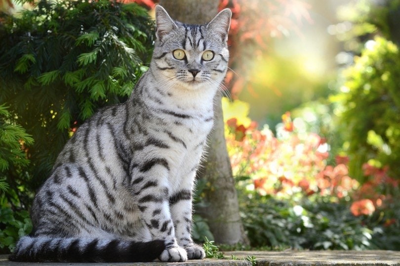 Top 6 Farm-Friendly Cat Breeds & Their Advantages