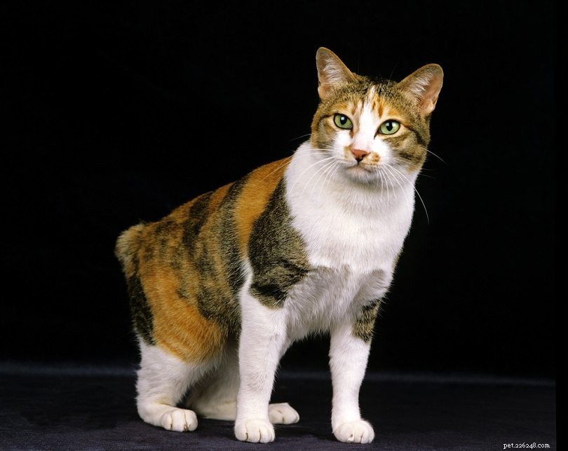 Top 6 Farm-Friendly Cat Breeds & Their Advantages