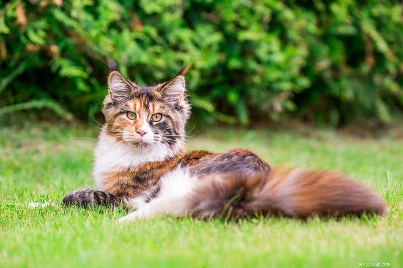 Top 6 Farm-Friendly Cat Breeds & Their Advantages