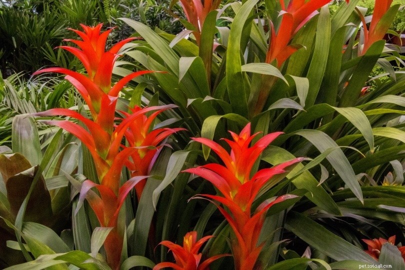 32 Cat‑Safe Plants to Keep Your Feline Healthy and Happy
