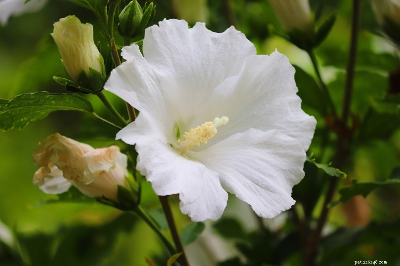 32 Cat‑Safe Plants to Keep Your Feline Healthy and Happy