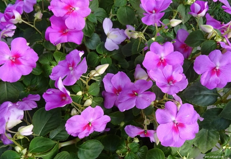 32 Cat‑Safe Plants to Keep Your Feline Healthy and Happy
