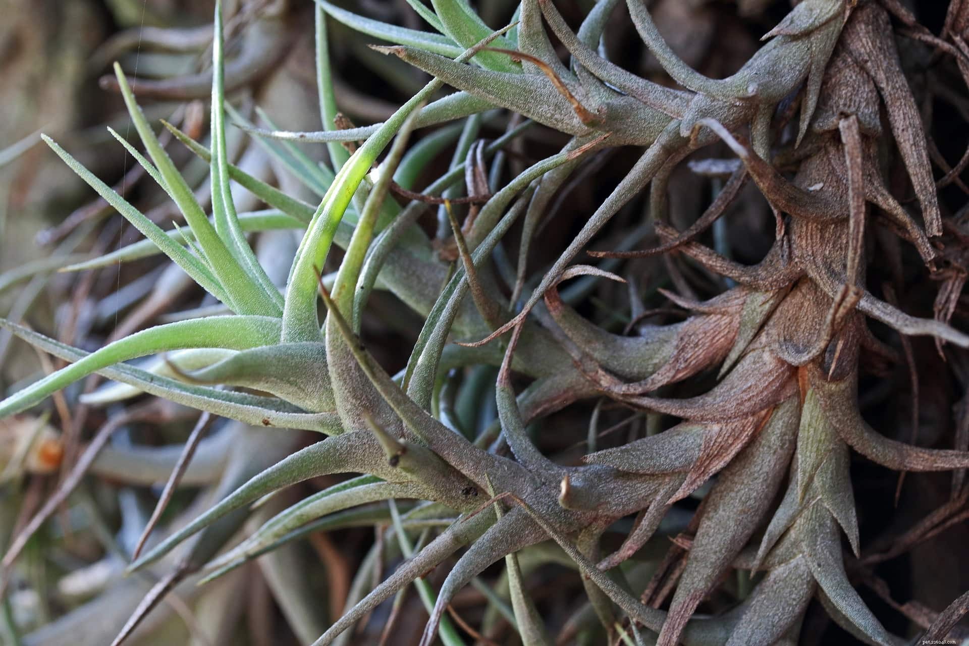 32 Cat‑Safe Plants to Keep Your Feline Healthy and Happy