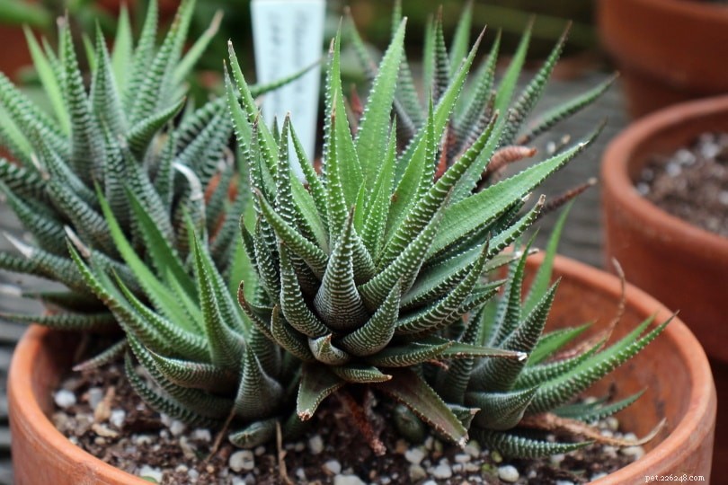 32 Cat‑Safe Plants to Keep Your Feline Healthy and Happy