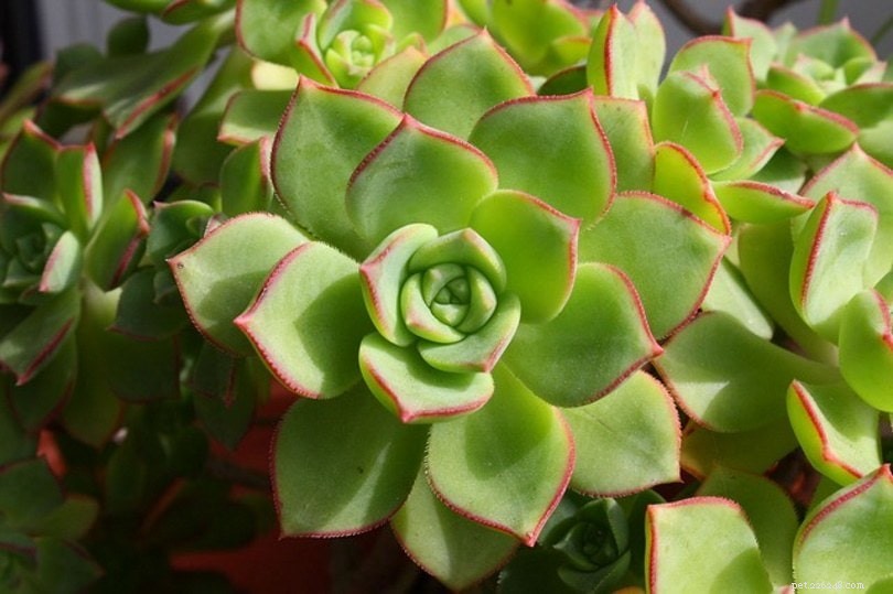 32 Cat‑Safe Plants to Keep Your Feline Healthy and Happy