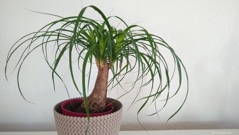 32 Cat‑Safe Plants to Keep Your Feline Healthy and Happy