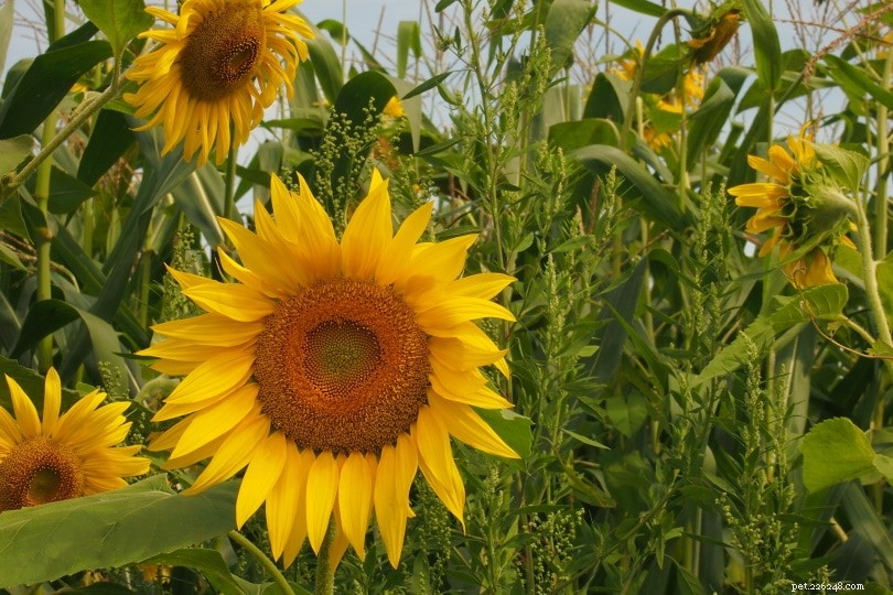32 Cat‑Safe Plants to Keep Your Feline Healthy and Happy