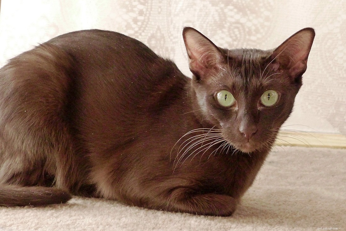 Are Brown Cats Rare? Uncover the Truth Behind Their Rarity.