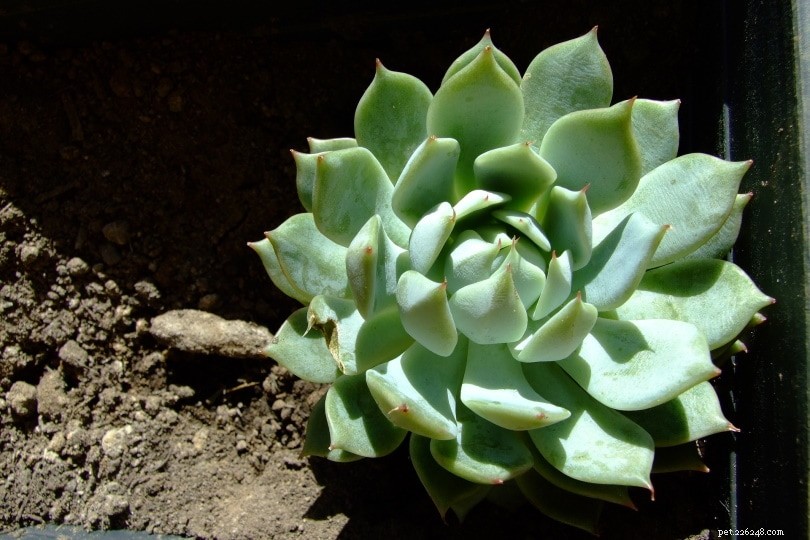 32 Cat‑Safe Plants to Keep Your Feline Healthy and Happy
