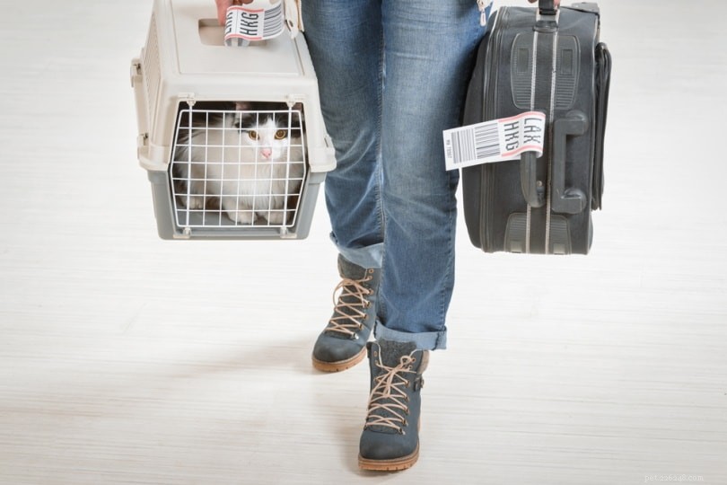 7 Proven Ways to Keep Your Cat Calm During Flights