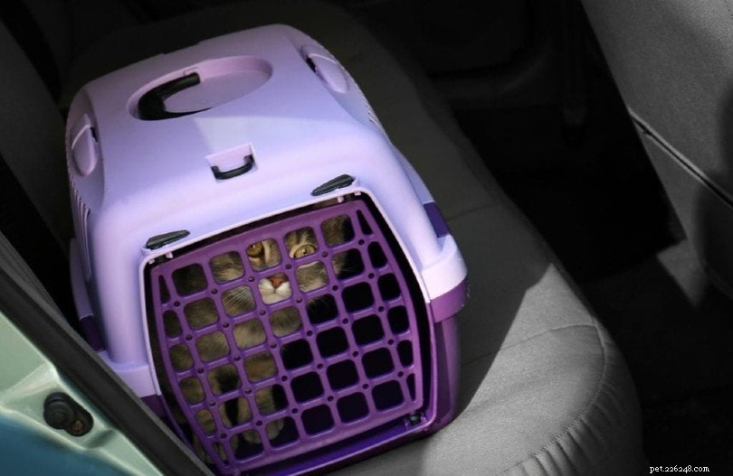 7 Proven Ways to Keep Your Cat Calm During Flights